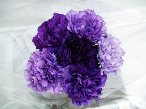 Premium Natural Purple Hybrid Carnations