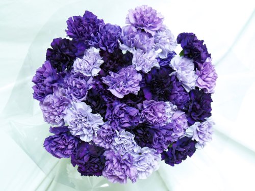 Premium Natural Purple Hybrid Carnations