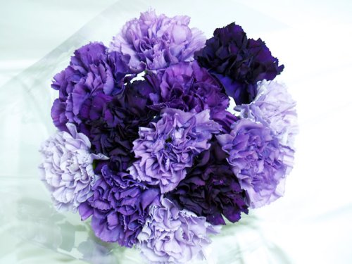 Premium Natural Purple Hybrid Carnations