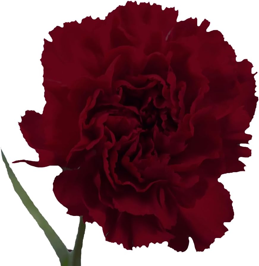 **Premium Farm-Fresh Burgundy Carnations Bulk**