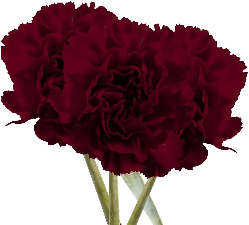 **Premium Farm-Fresh Burgundy Carnations Bulk**