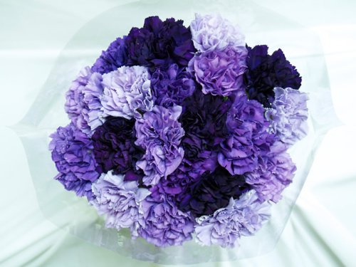 Premium Natural Purple Hybrid Carnations