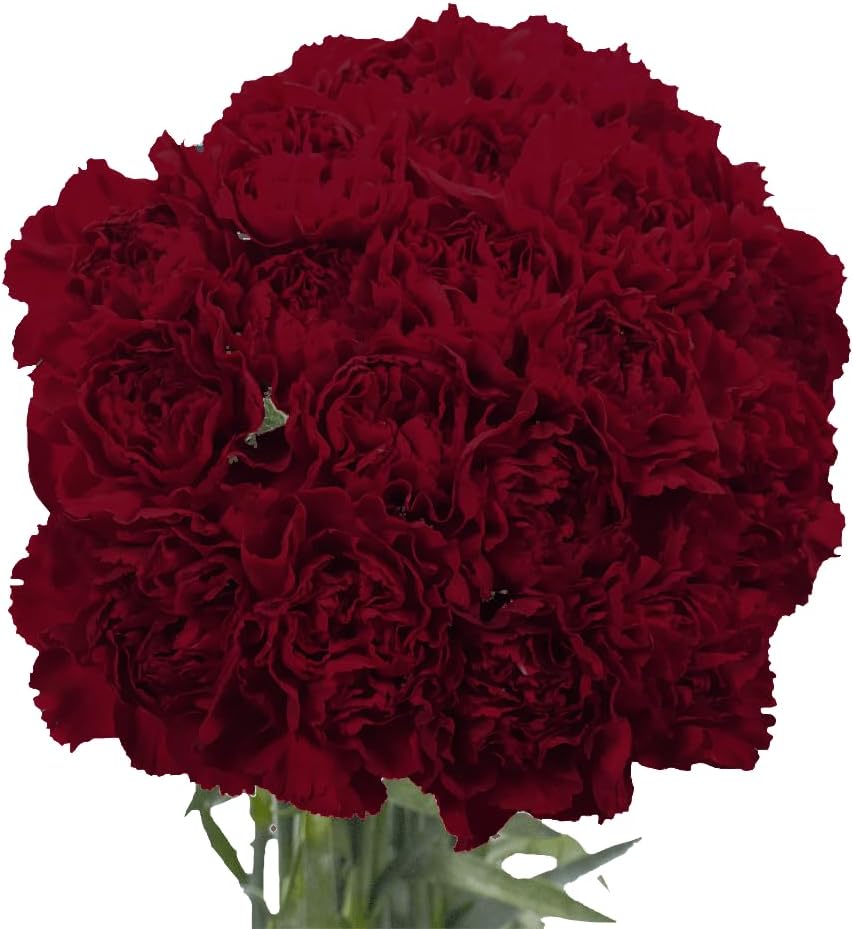 **Premium Farm-Fresh Burgundy Carnations Bulk**