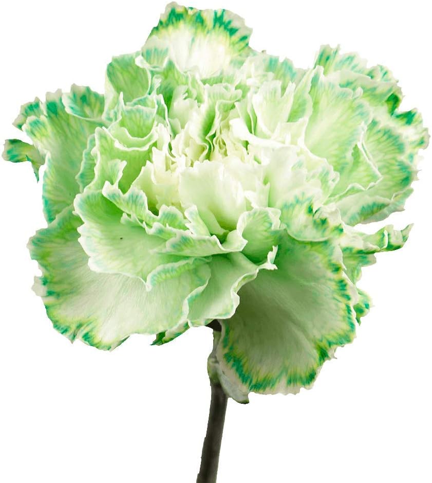 Premium Farm-Direct Bulk Green Carnations