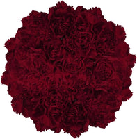 **Premium Farm-Fresh Burgundy Carnations Bulk**