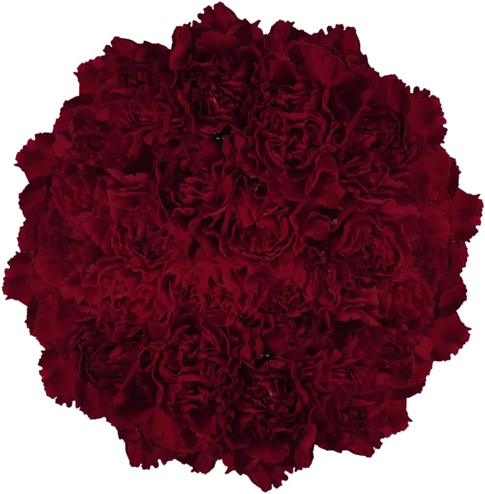 **Premium Farm-Fresh Burgundy Carnations Bulk**
