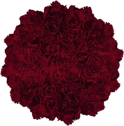 **Premium Farm-Fresh Burgundy Carnations Bulk**