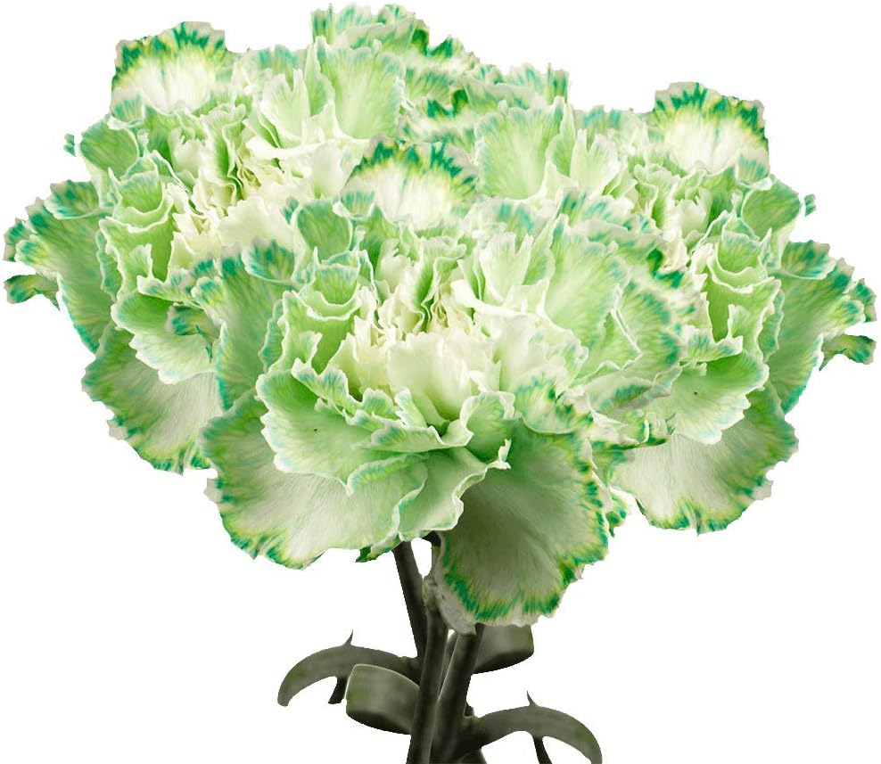 Premium Farm-Direct Bulk Green Carnations