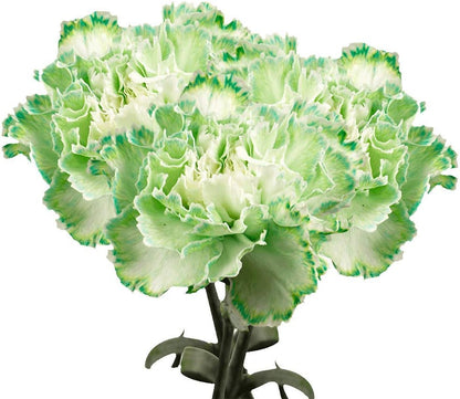 Premium Farm-Direct Bulk Green Carnations