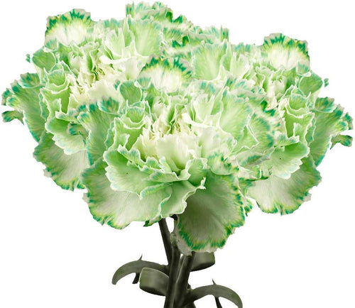 Premium Farm-Direct Bulk Green Carnations