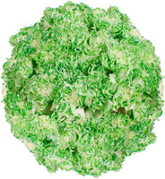 Premium Farm-Direct Bulk Green Carnations