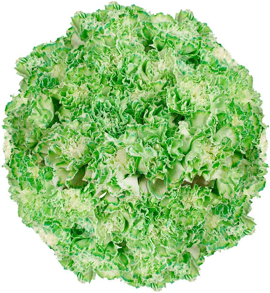 Premium Farm-Direct Bulk Green Carnations