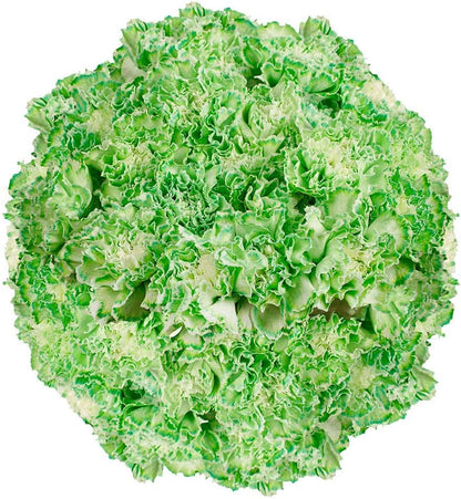 Premium Farm-Direct Bulk Green Carnations