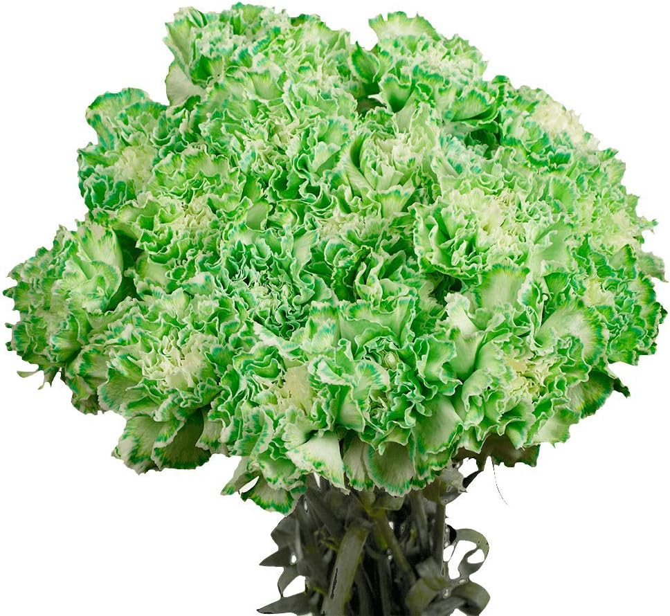 Premium Farm-Direct Bulk Green Carnations